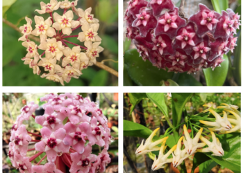 Tumbuhan Hoya R.Br. Si Cantik Yang Wangi